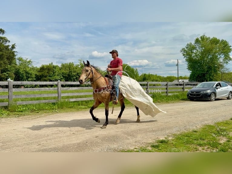 Kentucky Mountain Saddle Horse Wallach 13 Jahre 142 cm Buckskin in Moscow, OH