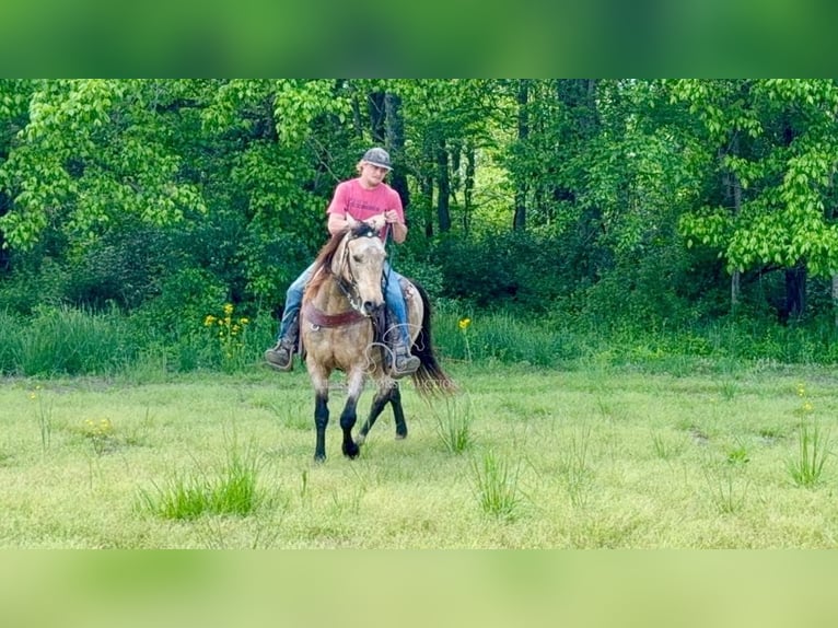 Kentucky Mountain Saddle Horse Wallach 13 Jahre 142 cm Buckskin in Moscow, OH