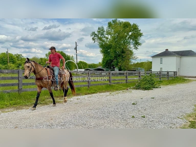 Kentucky Mountain Saddle Horse Wallach 13 Jahre 142 cm Buckskin in Moscow, OH