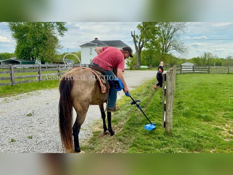 Kentucky Mountain Saddle Horse Wallach 13 Jahre 142 cm Buckskin in Moscow, OH