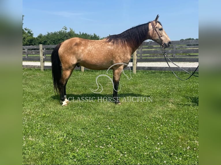 Kentucky Mountain Saddle Horse Wallach 13 Jahre 142 cm Buckskin in Moscow, OH