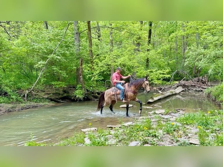 Kentucky Mountain Saddle Horse Wallach 13 Jahre 142 cm Buckskin in Moscow, OH