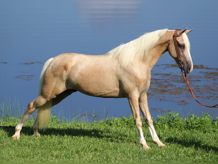 Kentucky Mountain Saddle Horse Wallach 13 Jahre 152 cm Palomino in Whitley City Ky