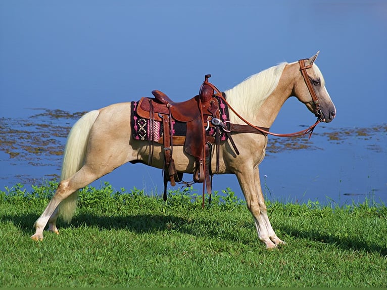 Kentucky Mountain Saddle Horse Wallach 13 Jahre 152 cm Palomino in Whitley City Ky