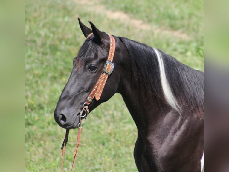 Kentucky Mountain Saddle Horse Wallach 13 Jahre 157 cm Tobiano-alle-Farben in Whitley City KY