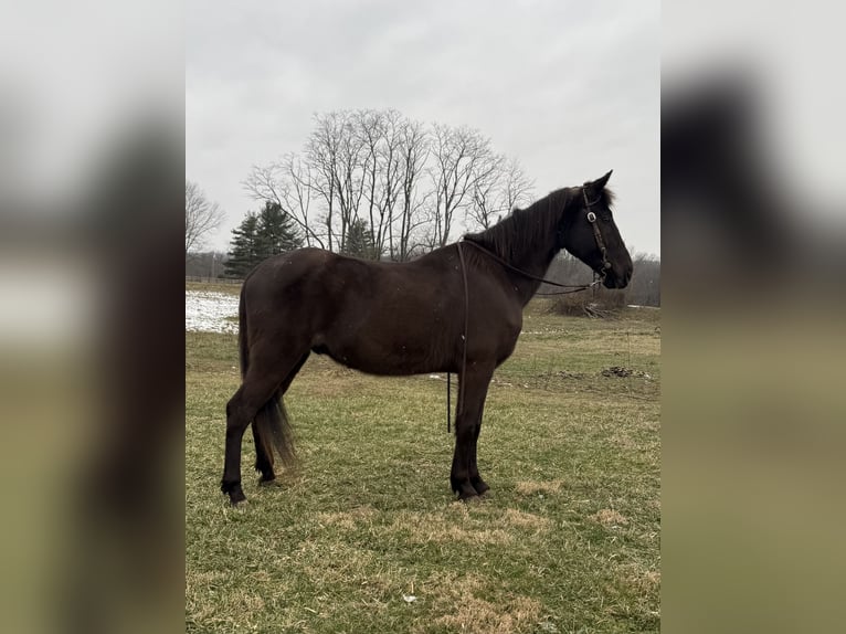 Kentucky Mountain Saddle Horse Wallach 14 Jahre 152 cm Rappe in Moscow
