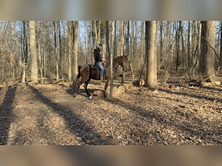 Kentucky Mountain Saddle Horse Wallach 14 Jahre 152 cm Rappe in Moscow