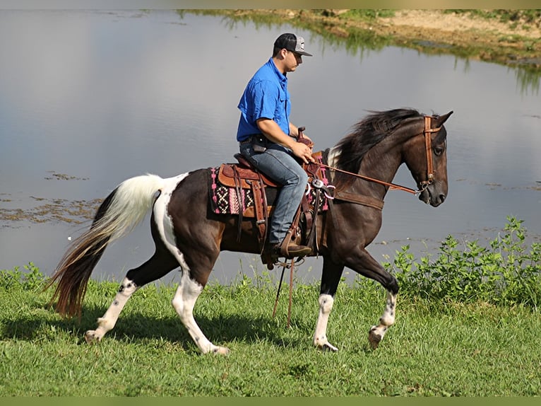 Kentucky Mountain Saddle Horse Wallach 14 Jahre 152 cm Tobiano-alle-Farben in Whitley City