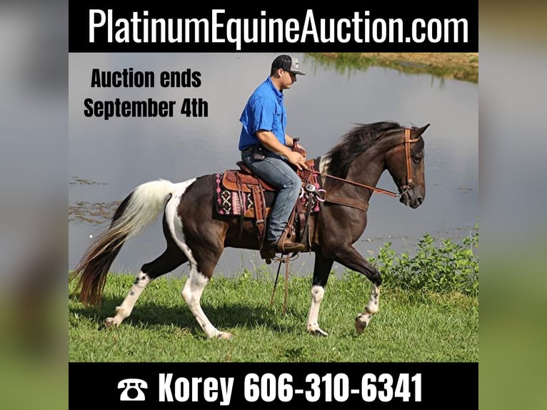 Kentucky Mountain Saddle Horse Wallach 14 Jahre 152 cm Tobiano-alle-Farben in Whitley City