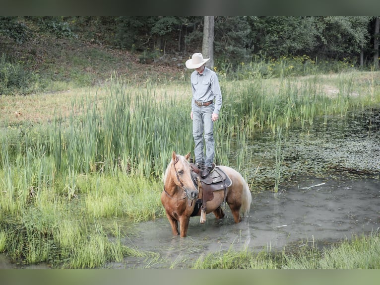 Kentucky Mountain Saddle Horse Wallach 14 Jahre Palomino in Needmore