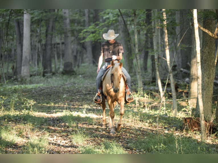 Kentucky Mountain Saddle Horse Wallach 14 Jahre Palomino in Needmore