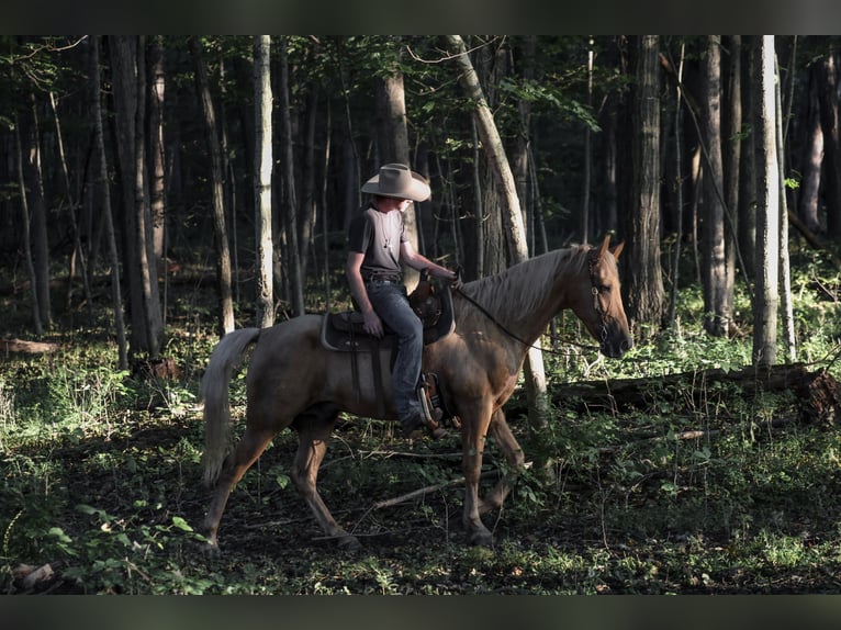 Kentucky Mountain Saddle Horse Wallach 14 Jahre Palomino in Needmore