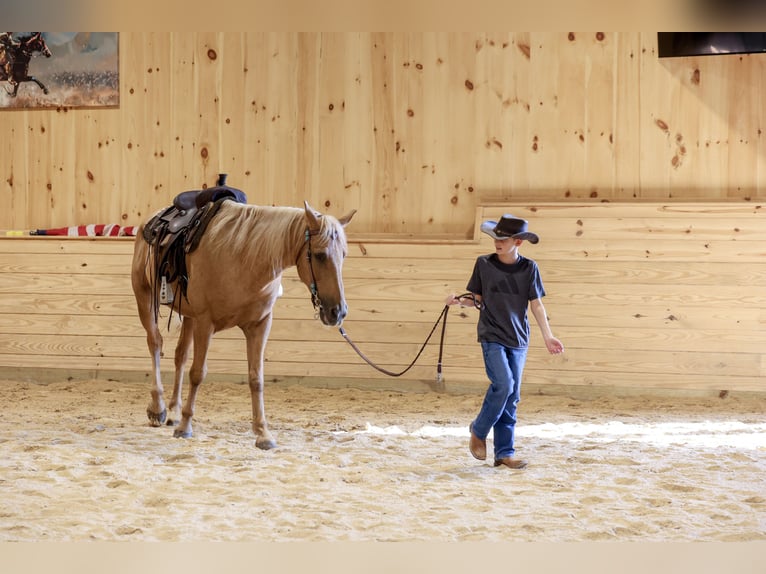 Kentucky Mountain Saddle Horse Wallach 14 Jahre Palomino in Needmore