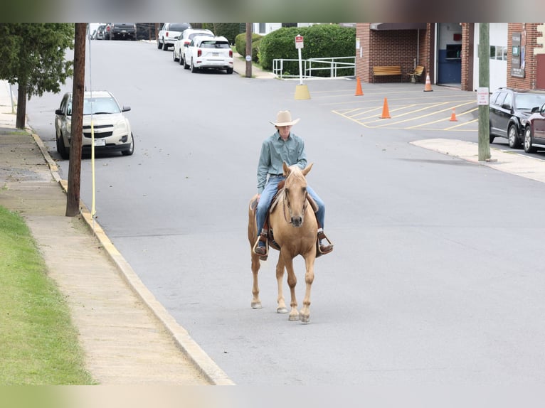 Kentucky Mountain Saddle Horse Wallach 14 Jahre Palomino in Needmore