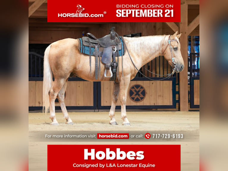 Kentucky Mountain Saddle Horse Wallach 14 Jahre Palomino in Needmore