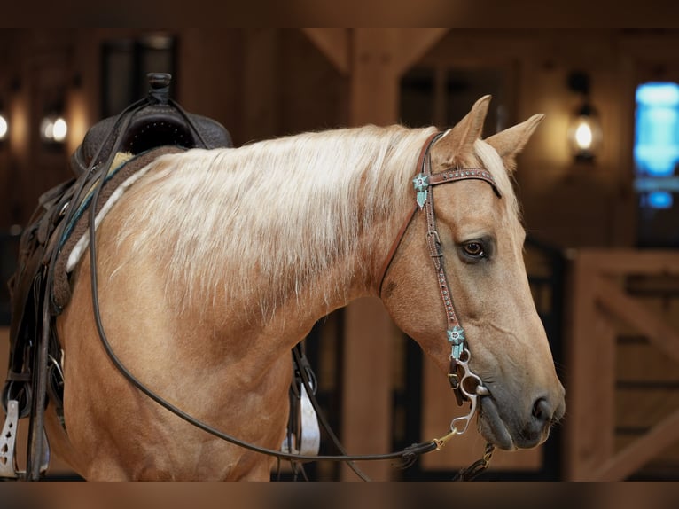 Kentucky Mountain Saddle Horse Wallach 14 Jahre Palomino in Needmore