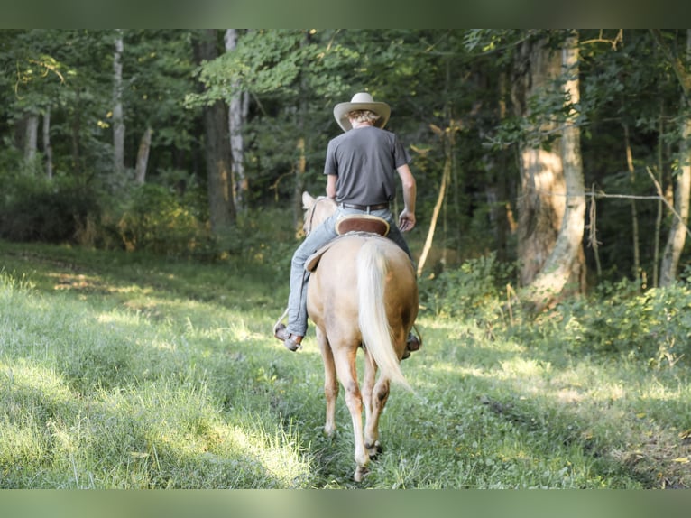 Kentucky Mountain Saddle Horse Wallach 14 Jahre Palomino in Needmore