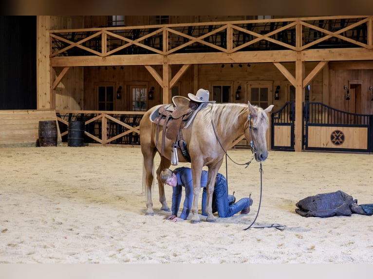 Kentucky Mountain Saddle Horse Wallach 14 Jahre Palomino in Needmore