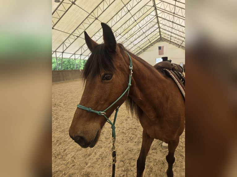 Kentucky Mountain Saddle Horse Wallach 15 Jahre 152 cm Rotbrauner in Fort Mill, SC