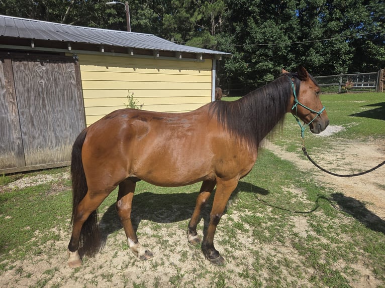 Kentucky Mountain Saddle Horse Wallach 15 Jahre 152 cm Rotbrauner in Fort Mill, SC