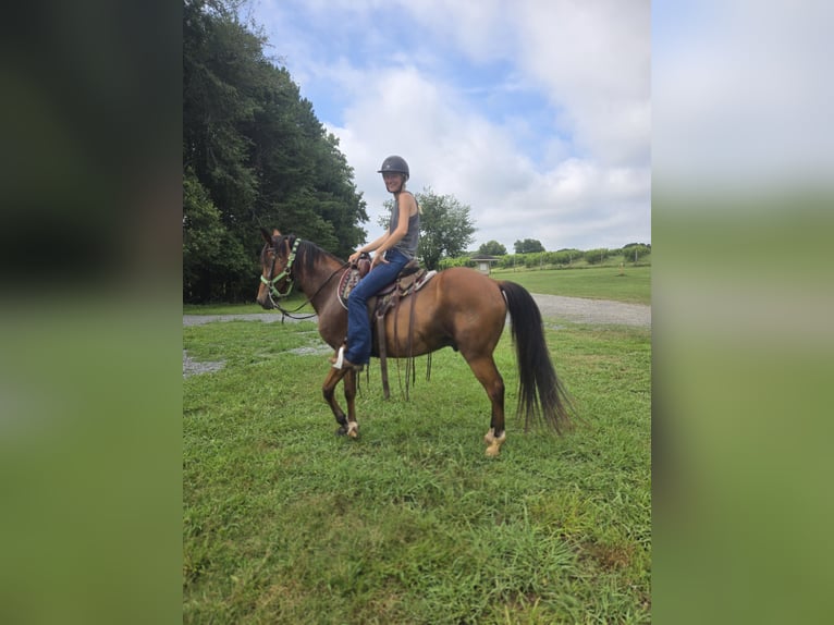 Kentucky Mountain Saddle Horse Wallach 15 Jahre 152 cm Rotbrauner in Fort Mill, SC