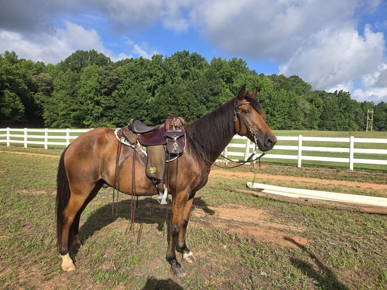 Kentucky Mountain Saddle Horse Wallach 15 Jahre 152 cm Rotbrauner in Fort Mill, SC