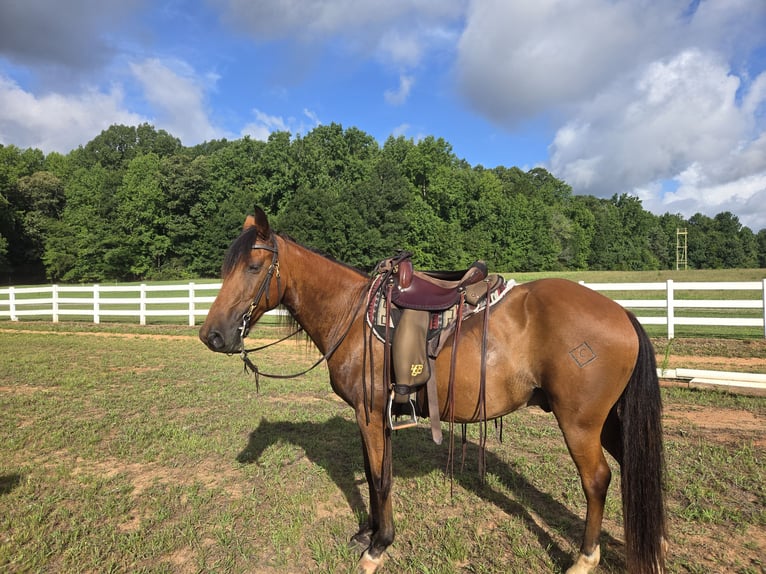 Kentucky Mountain Saddle Horse Wallach 15 Jahre 152 cm Rotbrauner in Fort Mill, SC