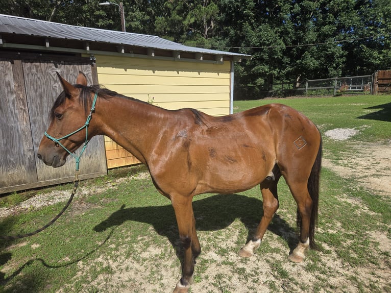 Kentucky Mountain Saddle Horse Wallach 15 Jahre 152 cm Rotbrauner in Fort Mill, SC