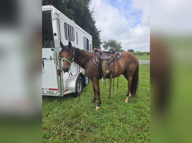 Kentucky Mountain Saddle Horse Wallach 15 Jahre 152 cm Rotbrauner in Fort Mill, SC