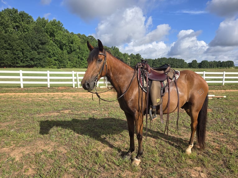 Kentucky Mountain Saddle Horse Wallach 15 Jahre 152 cm Rotbrauner in Fort Mill, SC
