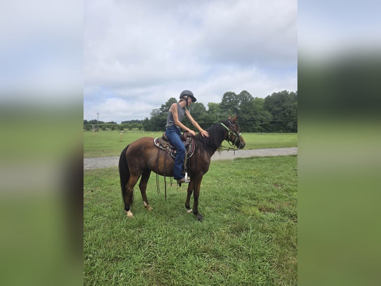 Kentucky Mountain Saddle Horse Wallach 15 Jahre 152 cm Rotbrauner in Fort Mill, SC