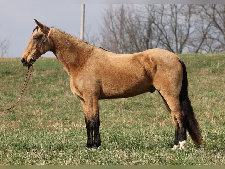 Kentucky Mountain Saddle Horse Wallach 15 Jahre 163 cm Buckskin in Whitley City KY