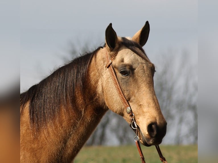 Kentucky Mountain Saddle Horse Wallach 15 Jahre 163 cm Buckskin in Whitley City KY