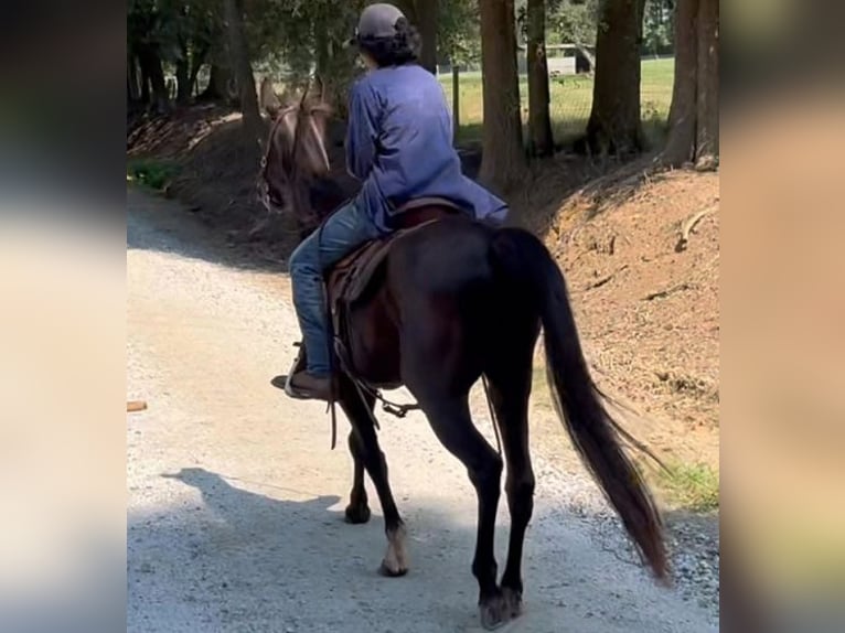 Kentucky Mountain Saddle Horse Wallach 16 Jahre 142 cm Rappe in Carnesville, GA