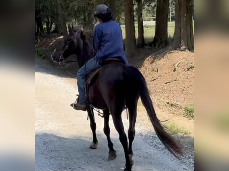 Kentucky Mountain Saddle Horse Wallach 16 Jahre 142 cm Rappe in Carnesville, GA