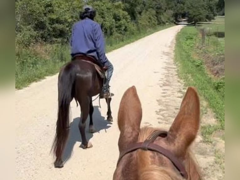 Kentucky Mountain Saddle Horse Wallach 16 Jahre 142 cm Rappe in Carnesville, GA