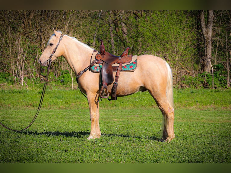 Kentucky Mountain Saddle Horse Wallach 4 Jahre 150 cm Palomino in Flemingsburg KY