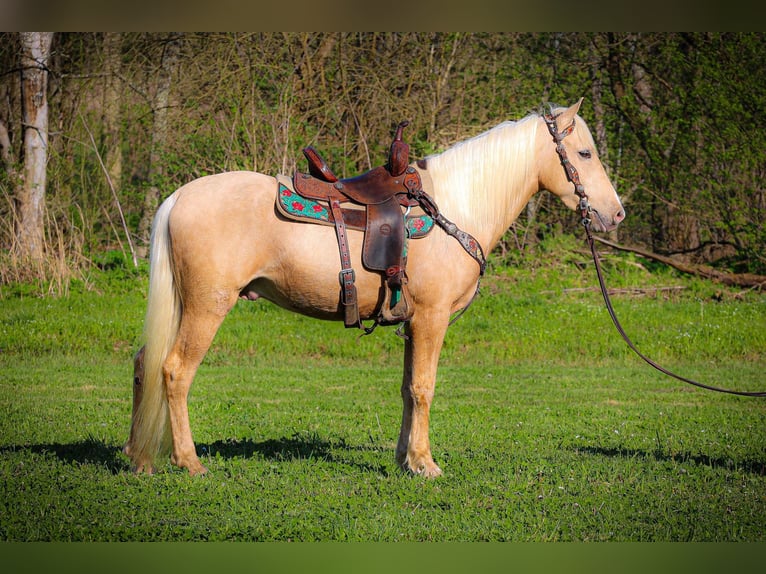 Kentucky Mountain Saddle Horse Wallach 4 Jahre 150 cm Palomino in Flemingsburg KY