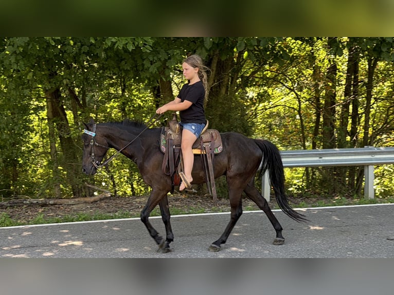 Kentucky Mountain Saddle Horse Wallach 5 Jahre 127 cm Rappe in Felicity