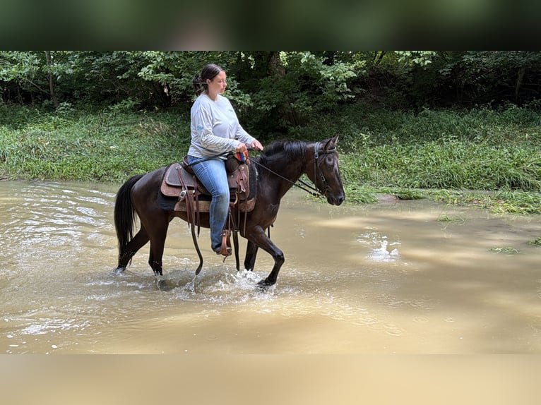Kentucky Mountain Saddle Horse Wallach 5 Jahre 127 cm Rappe in Felicity