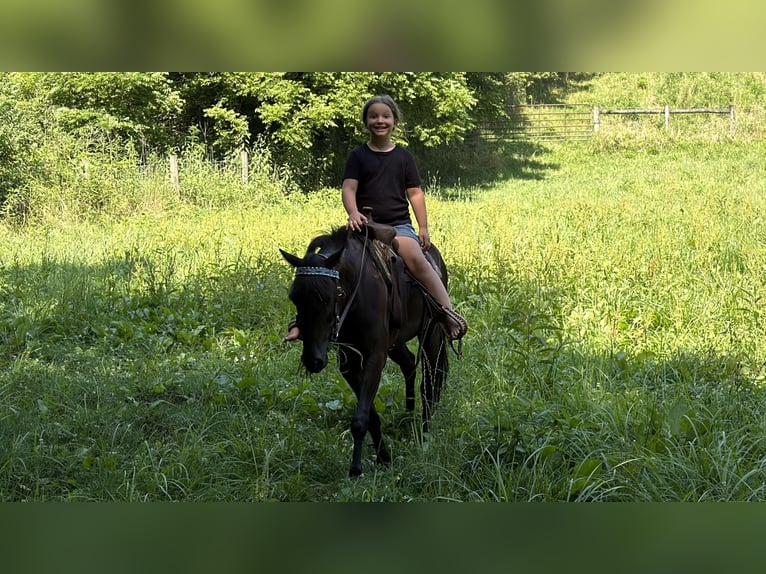 Kentucky Mountain Saddle Horse Wallach 5 Jahre 127 cm Rappe in Felicity