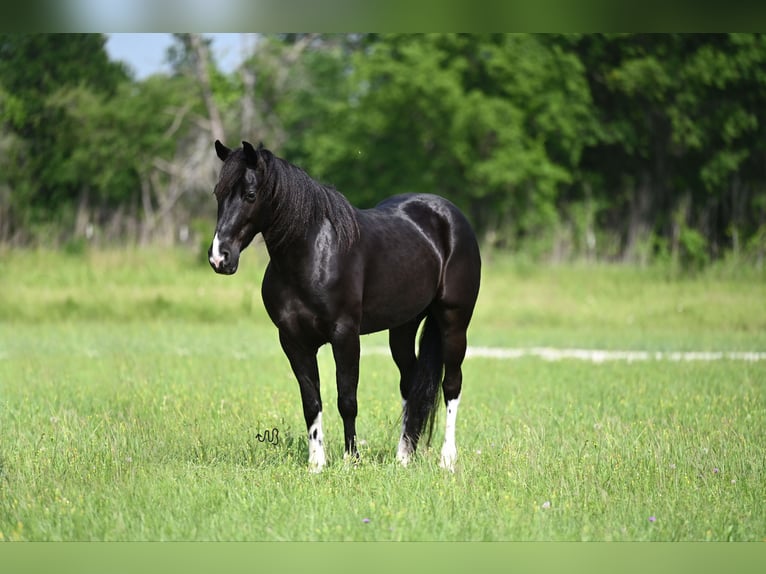 Kentucky Mountain Saddle Horse Wallach 5 Jahre 147 cm Rappe in Carrollton