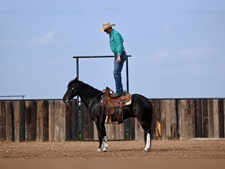 Kentucky Mountain Saddle Horse Wallach 5 Jahre 147 cm Rappe in Carrollton