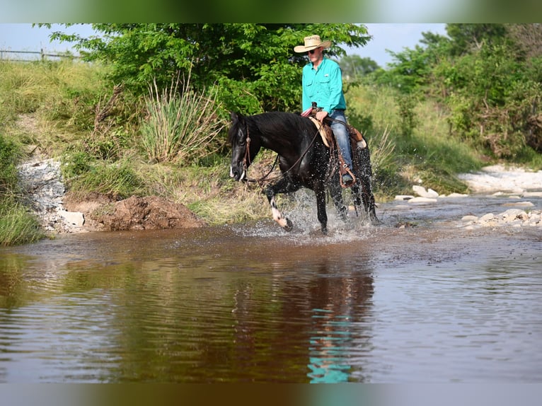 Kentucky Mountain Saddle Horse Wallach 5 Jahre 147 cm Rappe in Carrollton