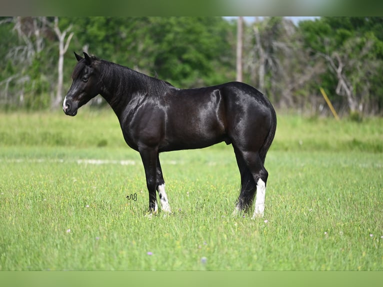 Kentucky Mountain Saddle Horse Wallach 5 Jahre 147 cm Rappe in Carrollton