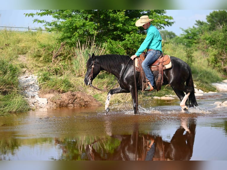 Kentucky Mountain Saddle Horse Wallach 5 Jahre 147 cm Rappe in Carrollton