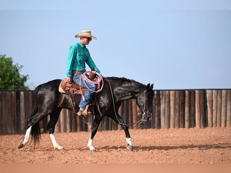 Kentucky Mountain Saddle Horse Wallach 5 Jahre 147 cm Rappe in Carrollton