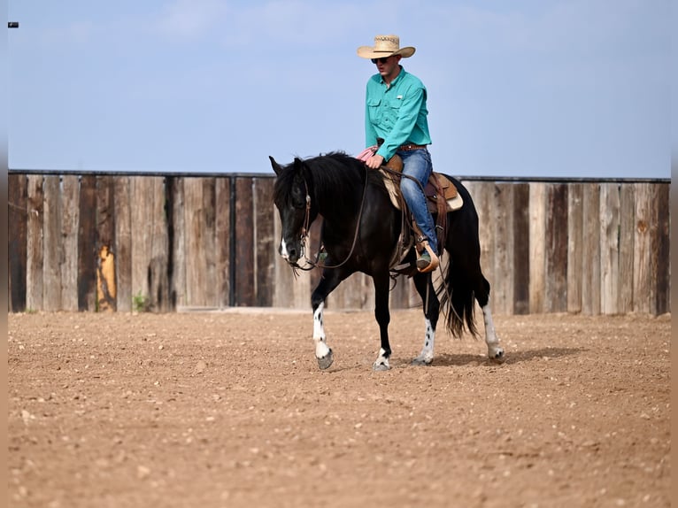 Kentucky Mountain Saddle Horse Wallach 5 Jahre 147 cm Rappe in Carrollton