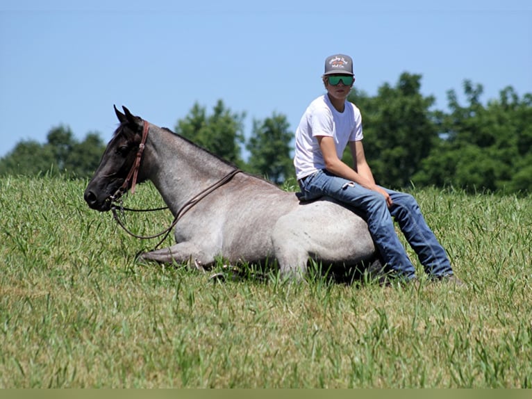 Kentucky Mountain Saddle Horse Wallach 5 Jahre 147 cm Roan-Blue in Whitley City KY