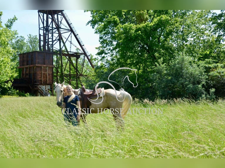 Kentucky Mountain Saddle Horse Wallach 5 Jahre 152 cm Palomino in Park Hills, MO
